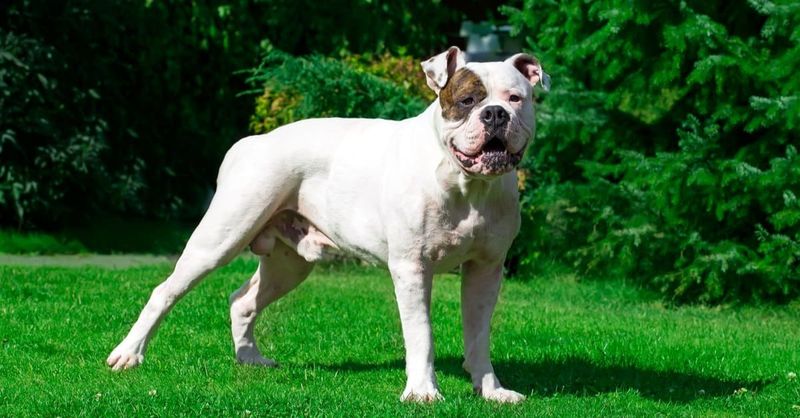American Bulldog: The Farm Enforcer