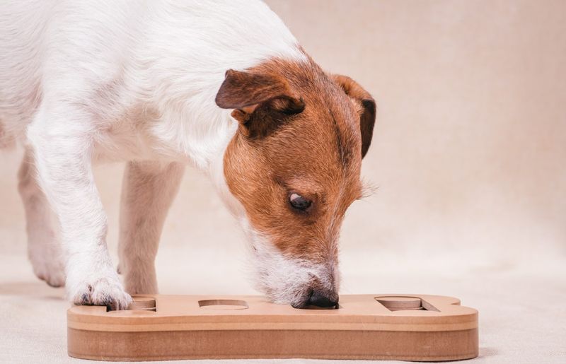 Jack Russell Terrier: The Cunning Tactician