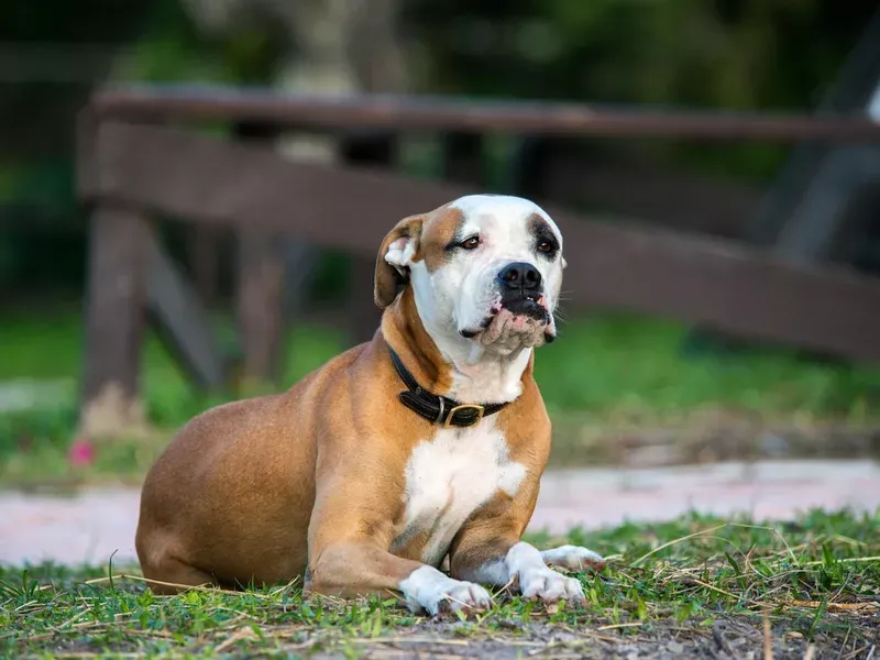 American Bulldog: The Versatile Powerhouse