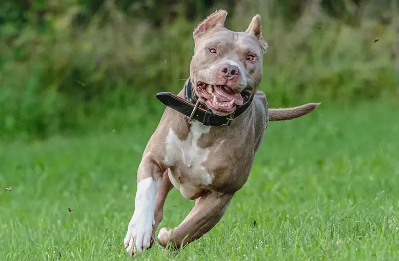 American Pit Bull Terrier: The Misunderstood Powerhouse