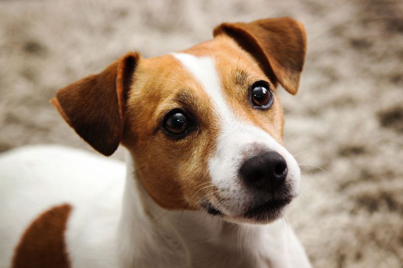 Jack Russell Terrier: The Clever Problem-Solver