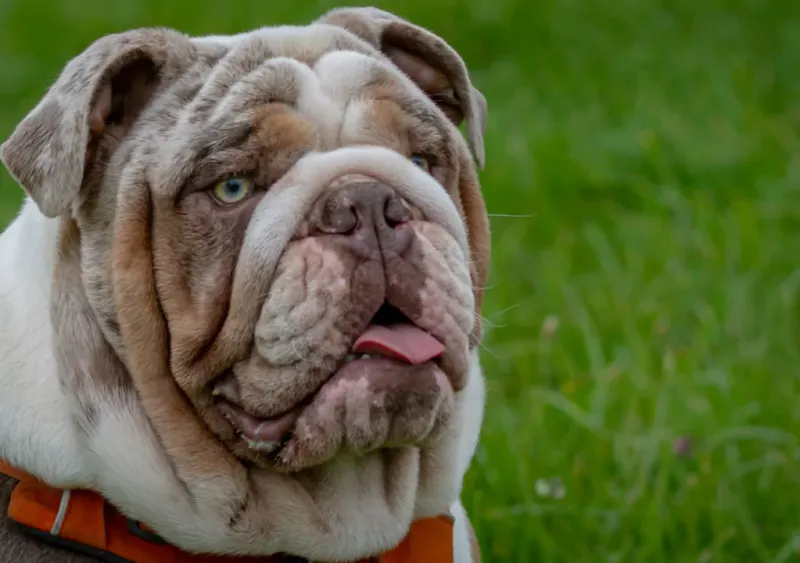 English Bulldog