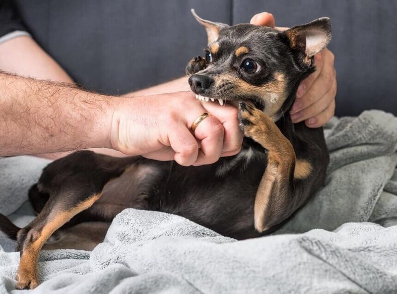 Chihuahuas