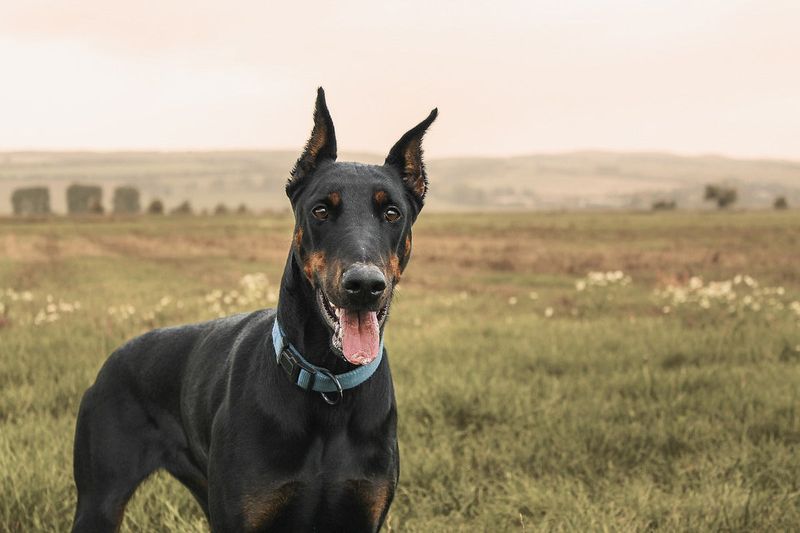 Doberman Pinschers: From Tax Collector's Companion To Misunderstood Protector