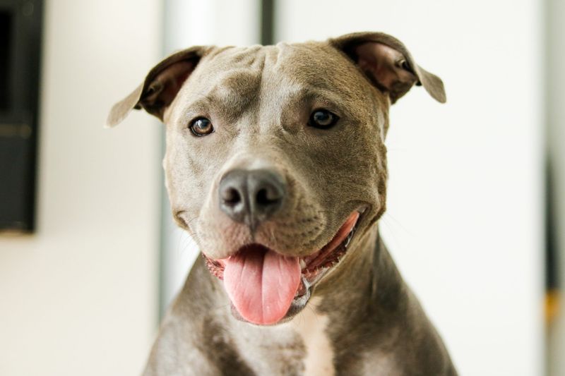 American Pit Bull Terriers: Wigglebutts With Heart