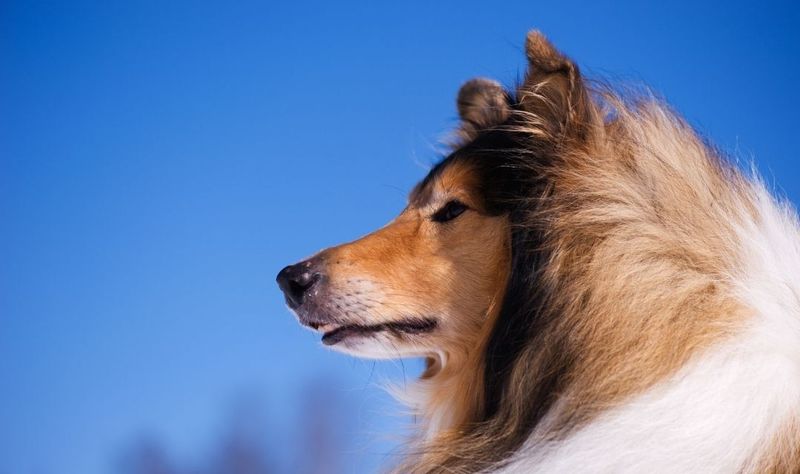 Collies: The Compassionate Companions