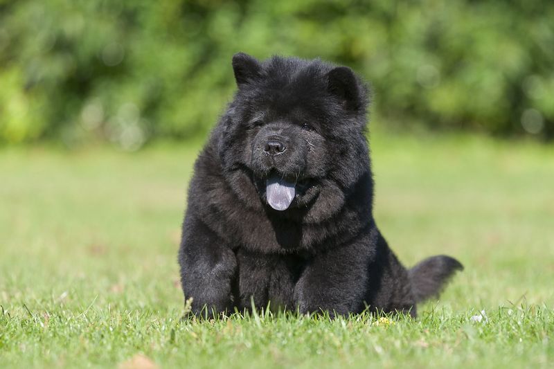 Chow Chows