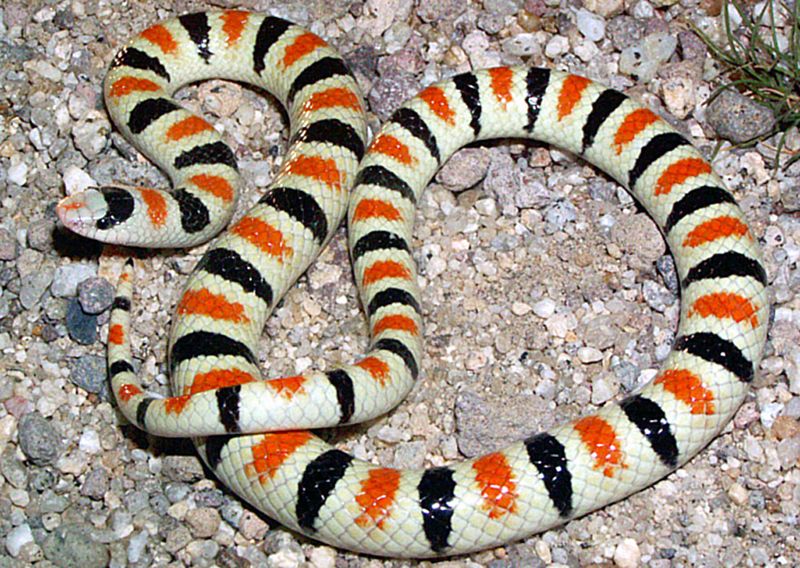 Sonoran Shovel-nosed Snake – The Sand Swimmer