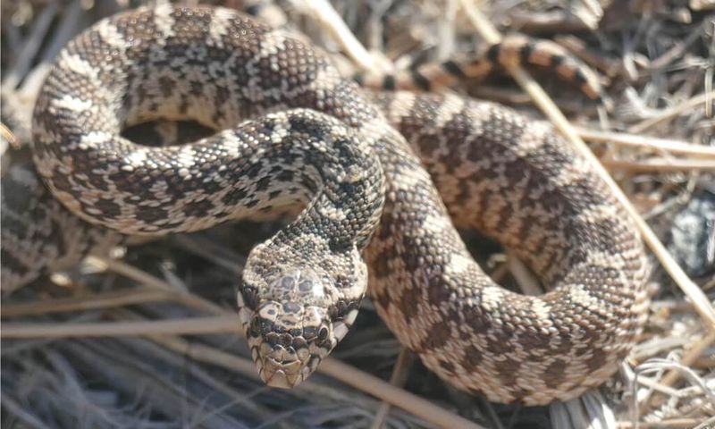 Bull Snake