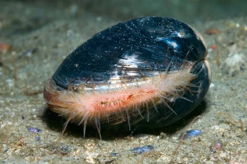 Ocean Quahog Clam: The 500-Year-Old Mollusk