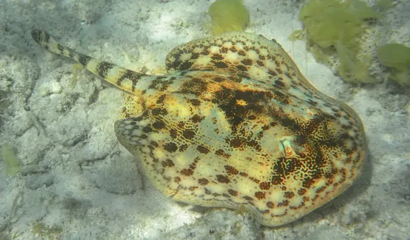 Yellow Stingray's Polka-Dot Pattern
