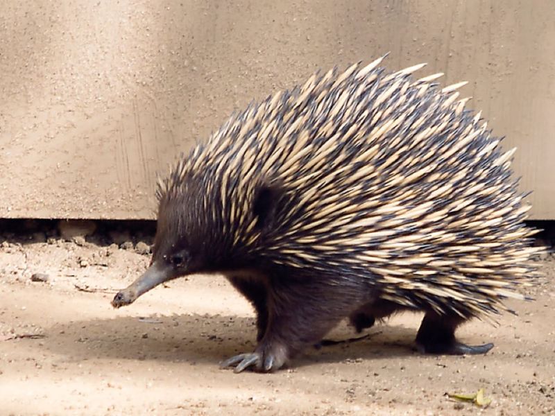 Sir David's Spiny Mystery