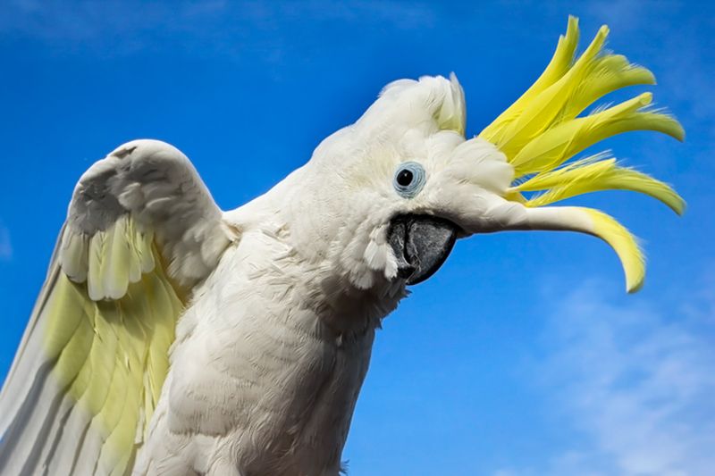 Tropical Party Animal: The Sulphur-Crested Cockatoo