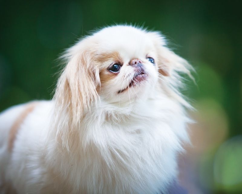 Sleeve Sweethearts: The Japanese Chin