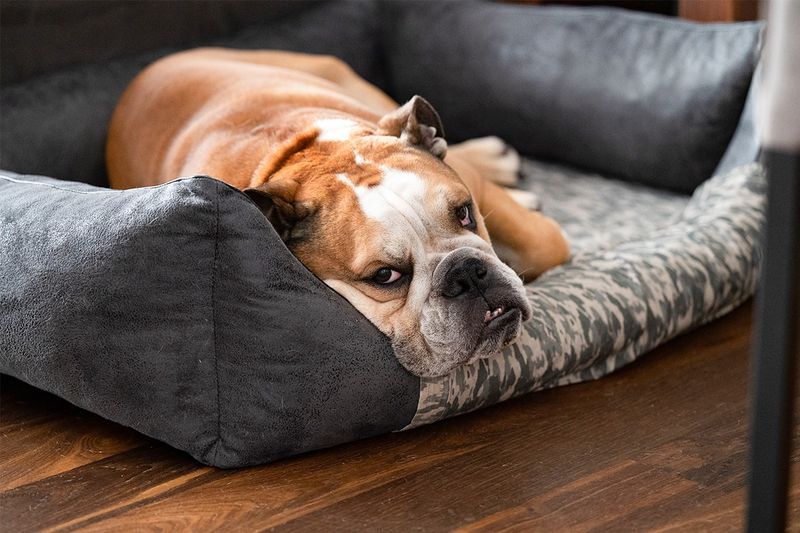Couch Potato Champions: Bulldogs