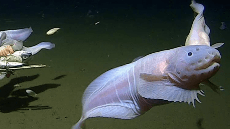 Mariana Snailfish's Record-Breaking Depths