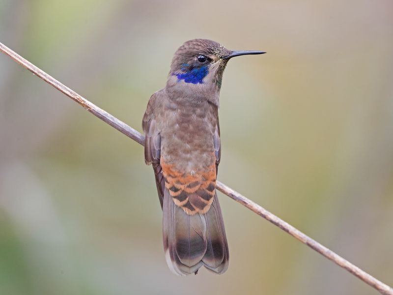 Brown Violetear