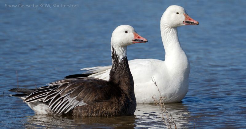 Arctic Fashion Icons: Snow Geese