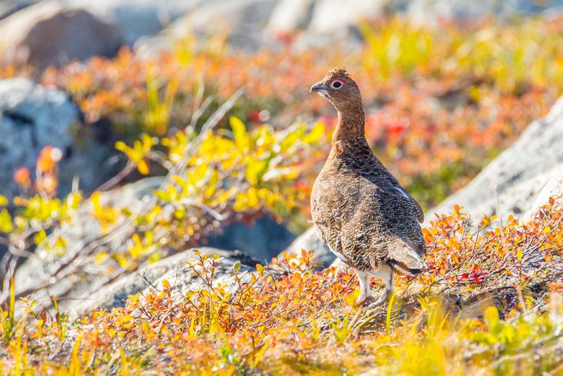 Willow Ptarmigan: Arctic Transformer