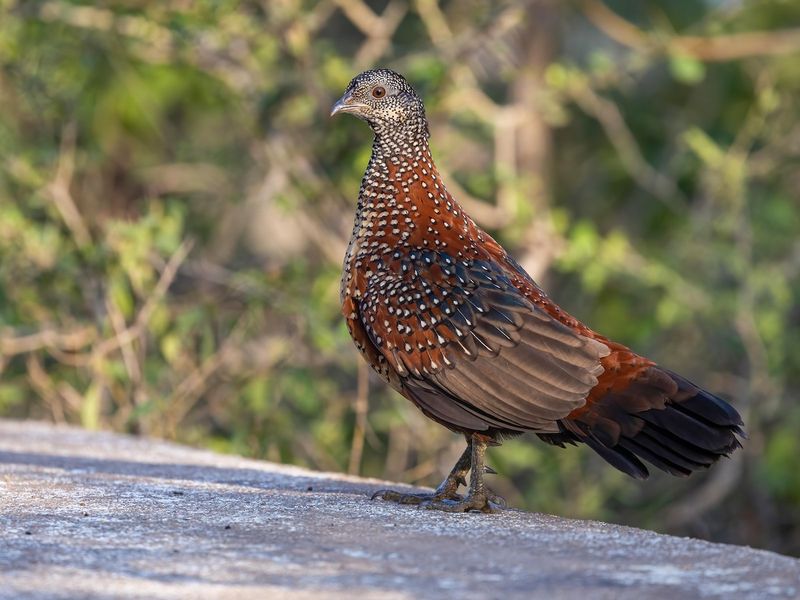 Painted Spurfowl's Desert Canvas