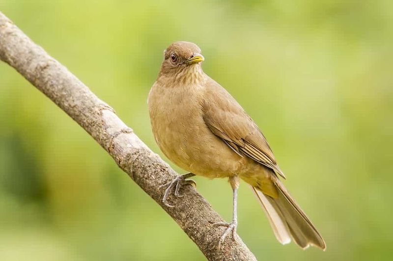 Clay-Colored Thrush