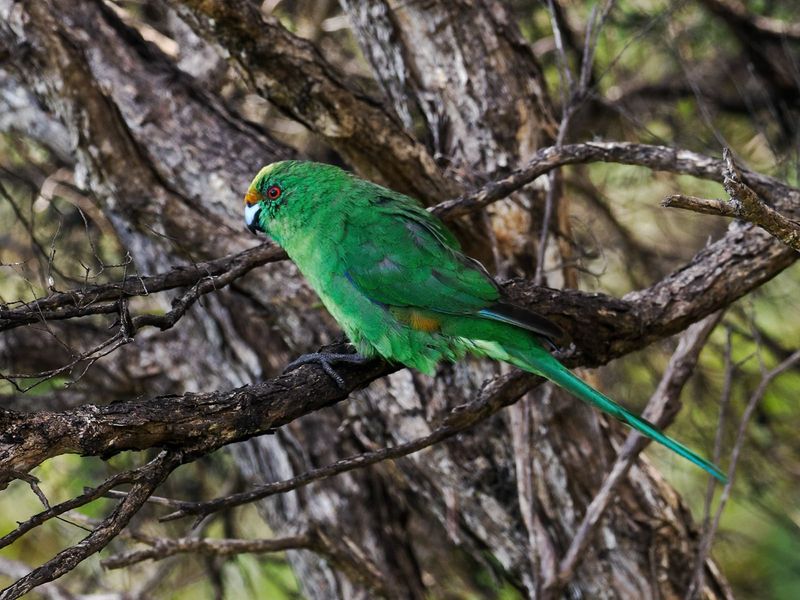 Orange-Fronted Parakeet – Disappearing Into The Trees