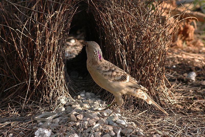 Vogelkop Bowerbird's Art Gallery