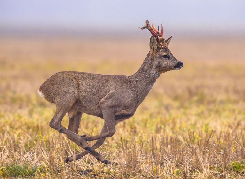 Unusual Antler Configuration