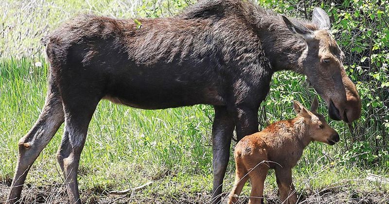 Getting Between A Mother And Her Calf