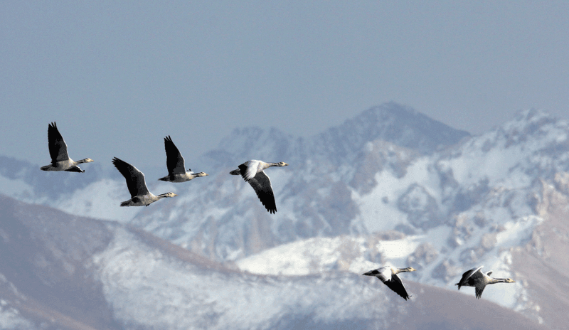 Bar-Headed Goose