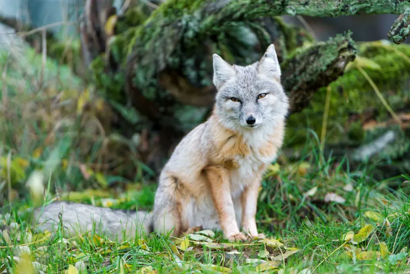 Corsac Fox: Steppe Wanderer