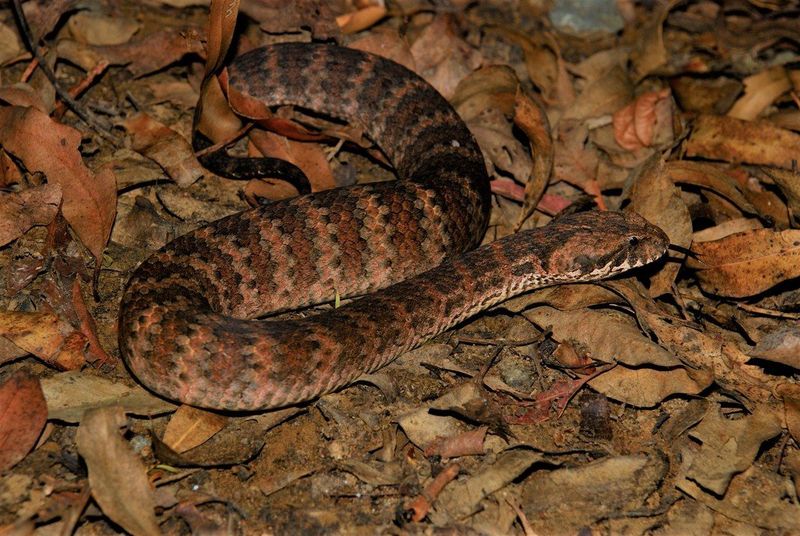 Death Adder