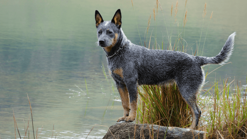 Australian Cattle Dog