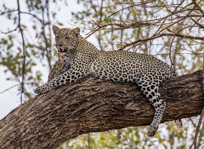Kenya – Safari Dangers Beyond The Jeep