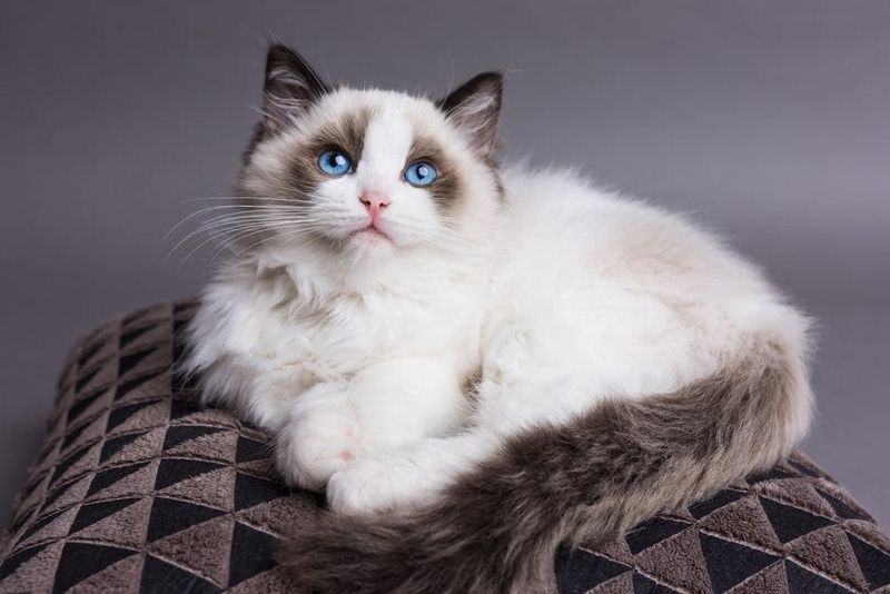 Ragdoll – Marshmallow