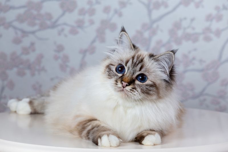 Birman
