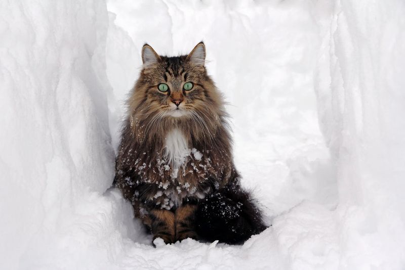 Norwegian Forest Cat: Viking Companion