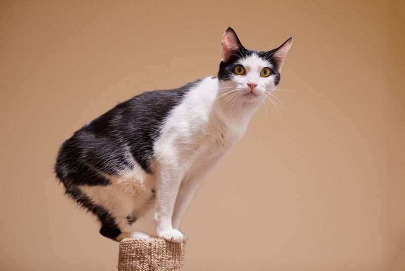 Manx: The Tailless Wonders