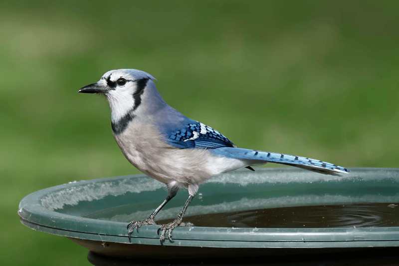 Birds Sounding Alarm Calls