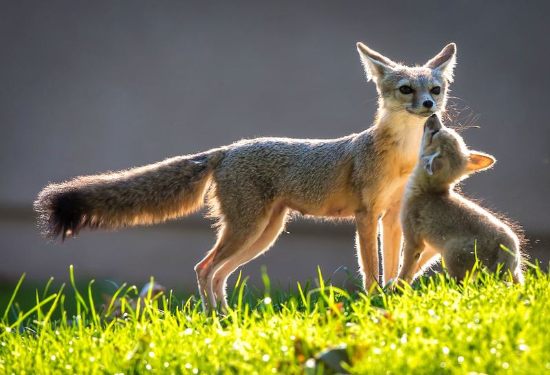 San Joaquin Kit Fox