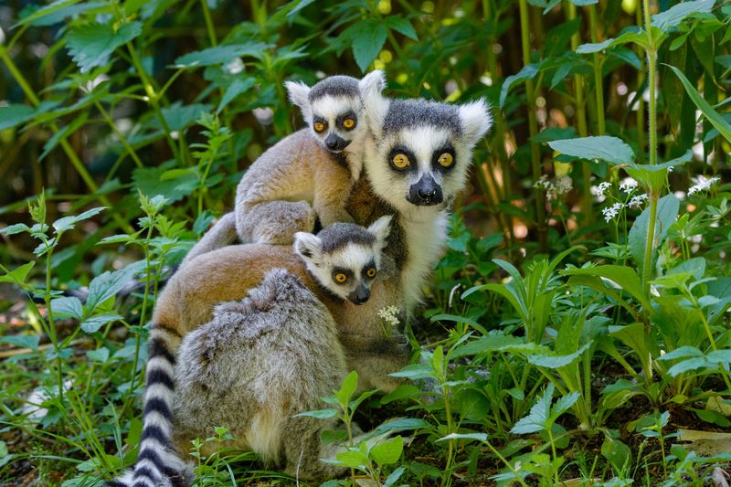 Madagascar's Lemur Havens