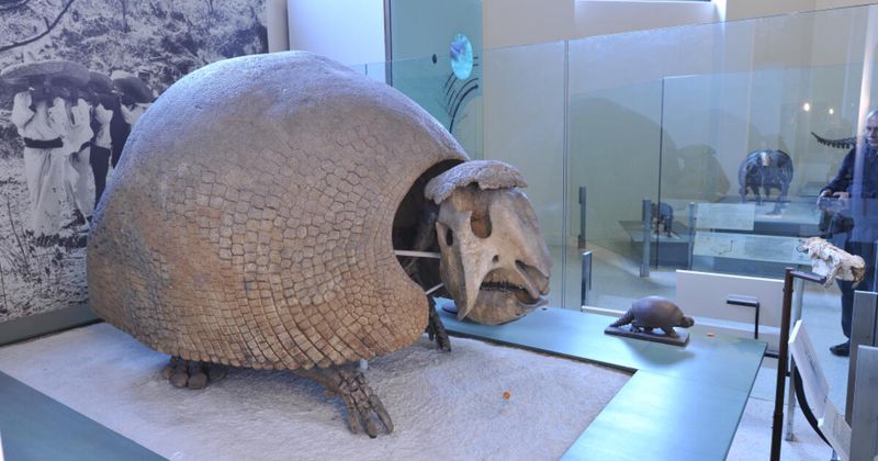 Car-Sized Armadillos Wore Living Armor