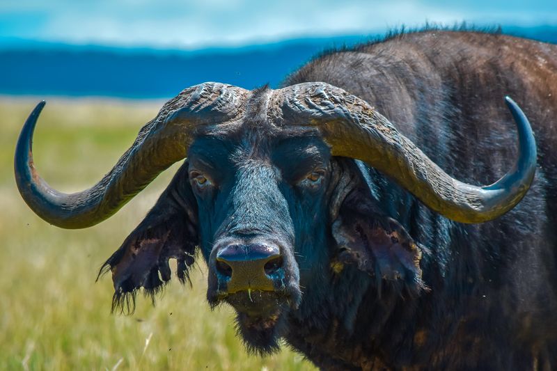 Nile Buffalo