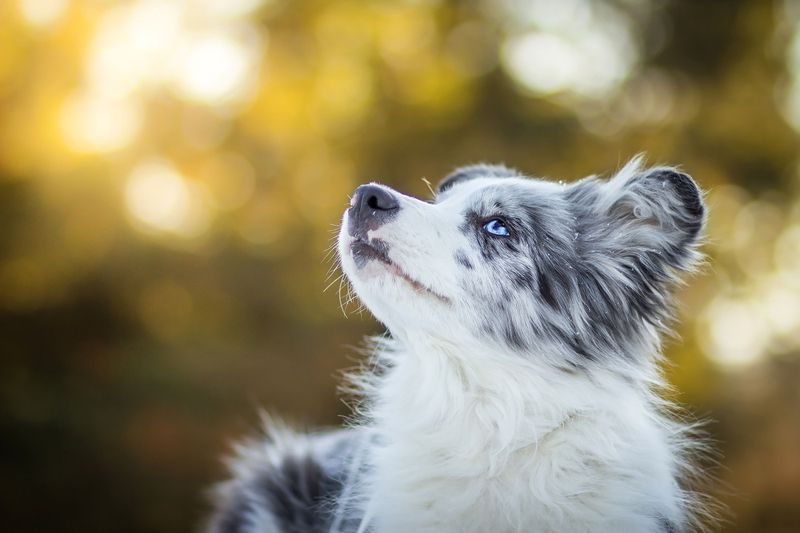Merle Husky