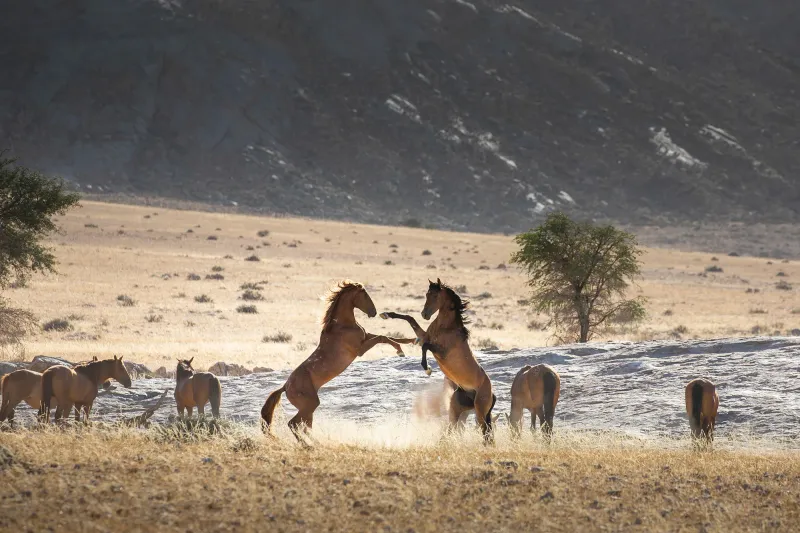 Namib Desert's Ghost Horses