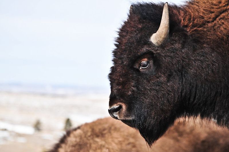 Buffalo In Plains Indian Myths And Legends