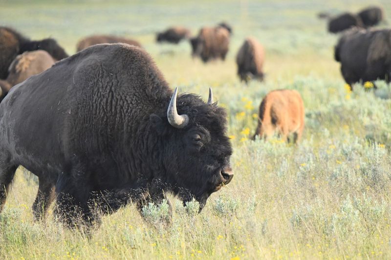 Buffalo Hide And Its Cultural Importance To Plains Indians