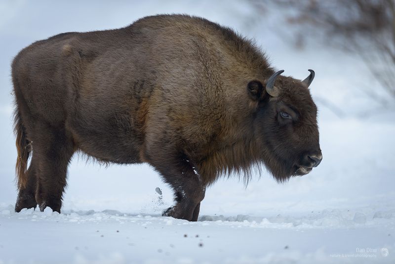 Buffalo Dance Ceremonies