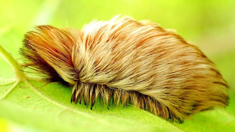 Puss Caterpillar (Asp)