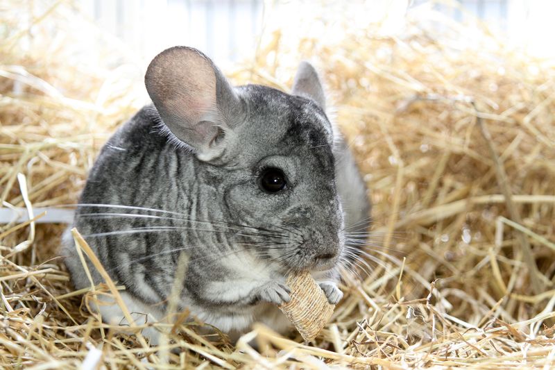 Forage Mixes Offer Mental Stimulation
